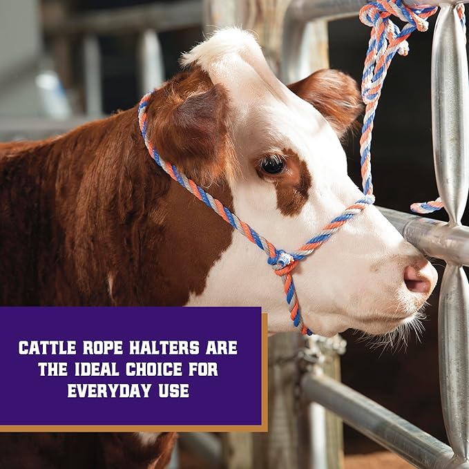 Weaver Livestock Braided Poly Rope Cattle Halter, Adjustable, Modern Style Cow Calf Halter, Livestock Handling Equipment for Showing, Blue/Coral/Gray