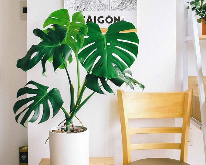 Mr. Fireglass Natural Polished Pebbles, 1.5-2 Inch Decorative Mixed Color Stones Aquarium Gravel River Rocks for Vase, Succulents, Landscaping and Home Decor (5-lb Bag)