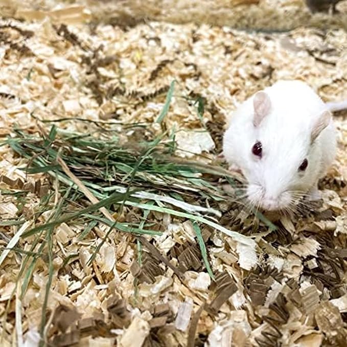 Blue Mountain Hay | Fresh Timothy Hay (24 Ounce) | Great for All Ages | High-Altitude Hay Pet Food for Rabbits, Guinea Pigs, Chinchillas, Hamsters, and Other Small Pets