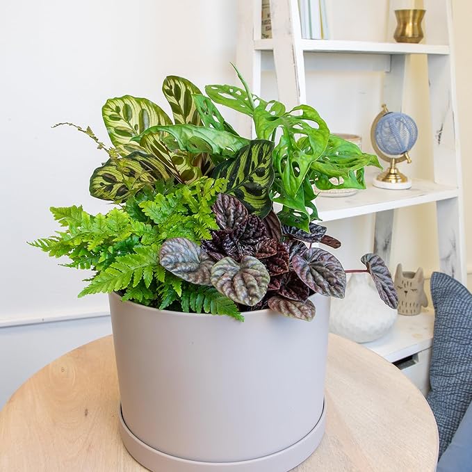 Essential Houseplant Collection (3PK) Live Plants Indoor Plants Live Houseplants in Plant Pots, Easy House Plants Indoors Live, Snake Plant, Pothos in Potting Soil, Clean Air Plants by Plants for Pets