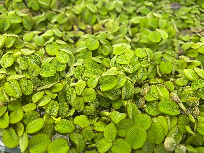 Salvinia Minima Water Spangle Live Floating Aquarium Plant Freshwater Planted Tank Ponds Aquascapes Natural Water Filtration Easy Care Growing Natural Shade Cover Betta Shrimp Salvinia 6 Plants