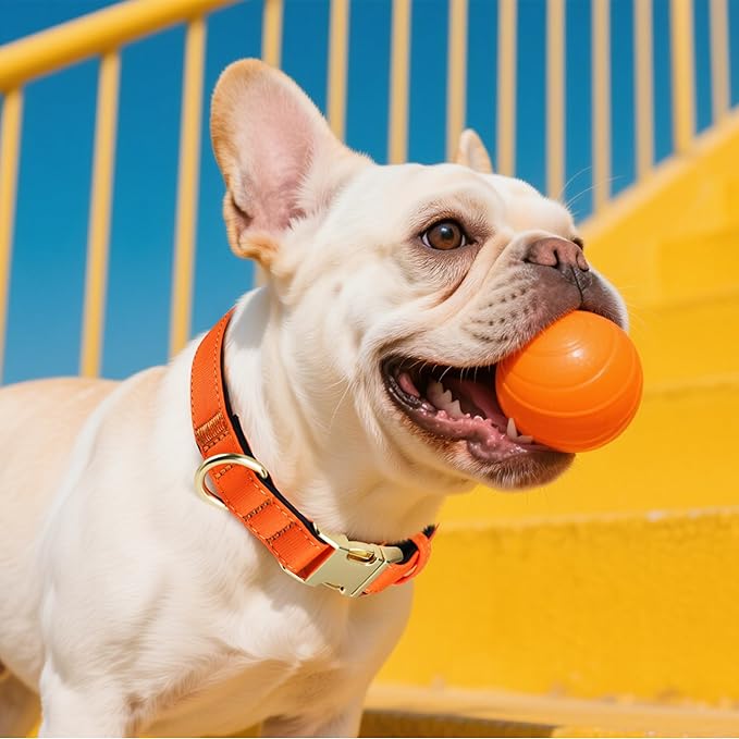 Didog Soft Padded Dog Collars for Medium Dogs, Colorful and Durable Dog Collar with Quick Release Buckle, Light and Breathable for Daily Walking, Orange, M