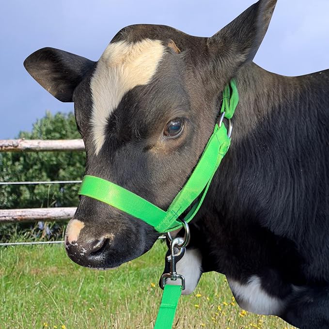 XUANNIAO Easily Adjustable Figure 8 Cow Halter, Double-Ply Premium Livestock Cattle Halters, Colorful Cow Utility Calf Halter with Leading Rope for Miniature Horse Donkey Goat Foal (Large, Green)