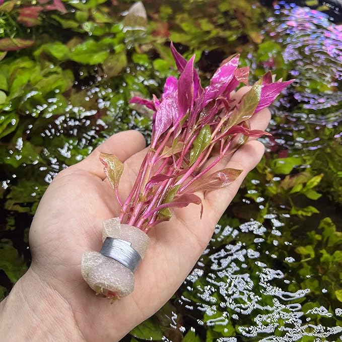 Live Aquarium Red Stem Plants - Freshwater Aquatic Plant for Fish Tanks, Aquascaping - (Alternanthera Reineckii Rosanervig, 1 Bunch)