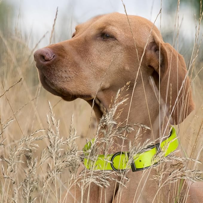 Dogline Biothane Waterproof Dog Collar Strong Coated Nylon Webbing with Black Hardware Odor- Proof for Easy Care Easy to Clean High Performance Fits Small Medium or Large Dogs, Safety Yellow