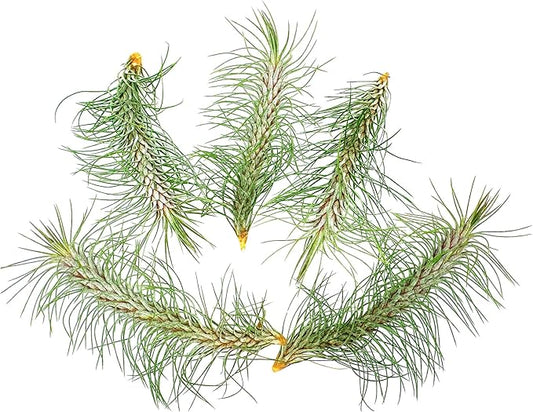 Air Plants - Colombian Tillandsia Funckiana, Large 5" - 5ct - Live Arrival Guaranteed - House Plants for Home Decor & Gift
