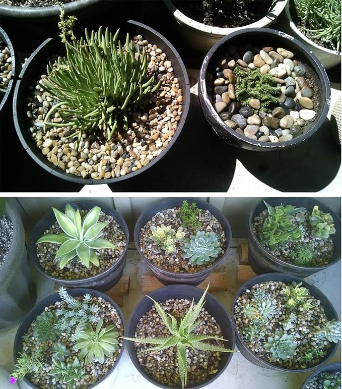 Voulosimi River Rock Stones, Natural Decorative Polished Mixed Pebbles Gravel,Outdoor Decorative Stones for Plant Aquariums, Landscaping, Vase Fillers (4 LB, Mixed Colors)