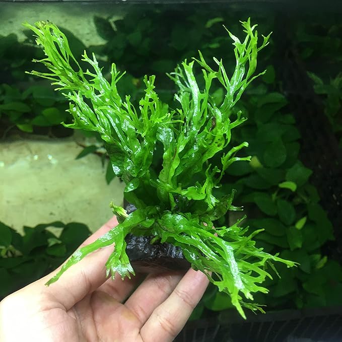 Anubias, Java Fern, Moss and more! Freshwater Live Aquarium Plants on Driftwood for Aquatic Tropical Fish Tank Decorations - Easy for Beginner by Greenpro (Java Fern Windelov)