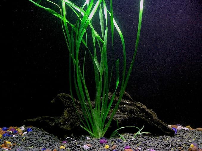 Discus-Warm Water Aquarium Plant Bundle