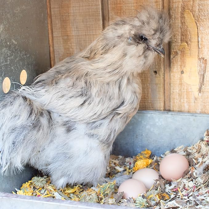 Pampered Chicken Mama Floral Nesting Herbs for Chickens (16 Ounces/1 Pound) | Relaxation Blend for Chick Brooder Box, Chicken Coop Bedding | Scent of Spring