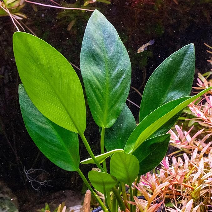 Ultum Nature Systems Anubias Nana Pinto Tissue Culture Live Plant for Aquarium, Freshwater Fish Tank, Aquascaping - 100% Snail Free in Vitro