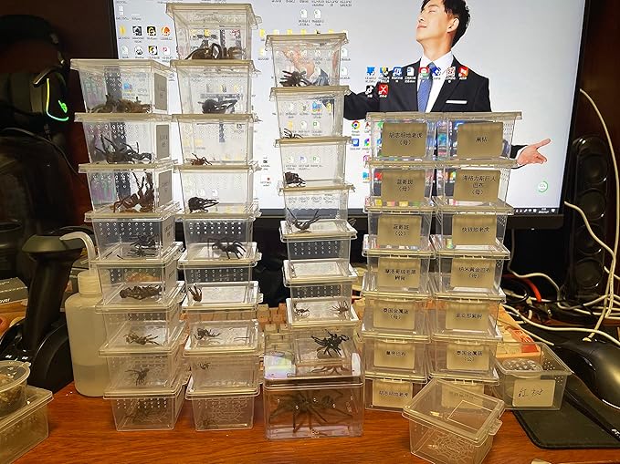 Small Reptile breeding Box Spider Terrarium freeding Box for arboreal Tarantula Scorpion Sling Lizards Mantis Jumping Spider Snail Insect Isopods Terrariums Breeding Box (4high+4small)