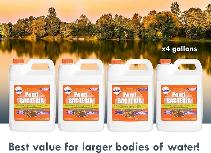 Pondworx Pond Bacteria - Formulated for Water Features and Safe for Koi (4 Gallon Value Pack)