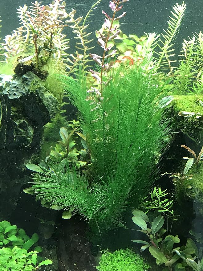 BEGONDIS Aquarium Decorations 5Pcs Fish Tank Artificial Green Water Plants Made of Silk Fabrics Plastic