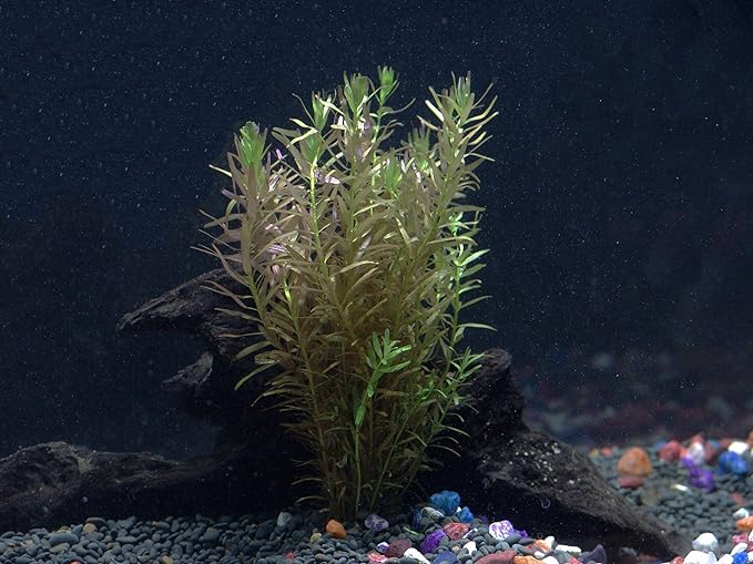 30+ Stems - 8 Species - - Anacharis, Amazon, Rotala, Ludwigia and More!