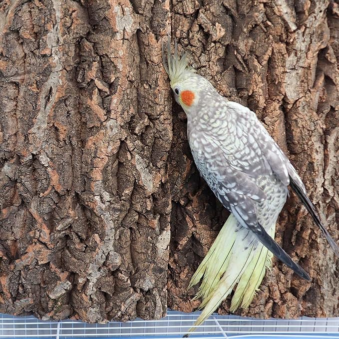 4 Pack Natural Cork Bark Bird Perch Stand, 15.7 × 11.8 inch Parrot Chewing Toys, Birdcage Background Decor Accessories, Bark Toy for Budgie Parakeet Cockatiel Lovebirds Conures Hamster Guinea Pig Rat