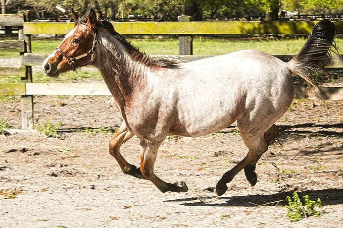 Turnout Leather Halter for Horses with Customized Engraved Name Plate | Brown Leather with Solid Brass Hardware | Fixed Chin, Double Buckle Crown