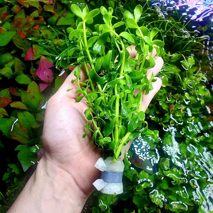 Live Aquarium Stem Plants - Freshwater Aquatic Plant for Fish Tanks, Aquascaping - (Bacopa Monnieri Moneywort, 1 Bunch)